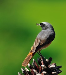 Insectivoro.