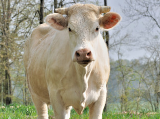 vache charolaise de face