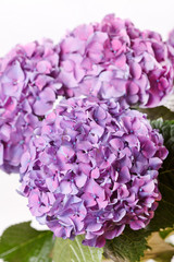 beautiful hydrangea