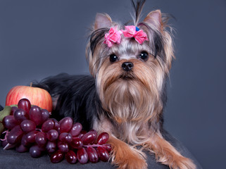 yorkshire terrier with fruits