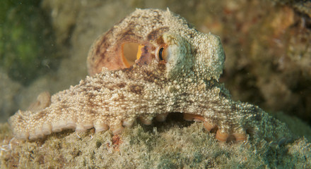 Common Octupus, picture taken in Palm Beach County, Florida.