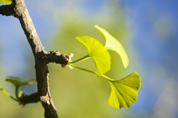 Ginkgo Biloba