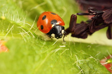 ladybird/ladybug