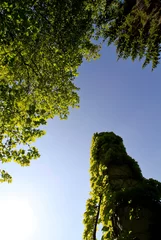 Foto op Plexiglas green tree tower in sky © Alex Koch