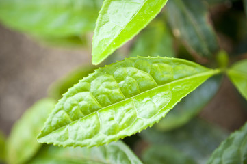 Teestrauch Camellia Sinensis