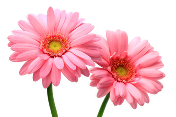 gerbera