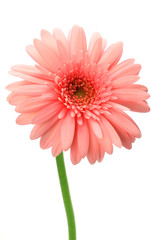 gerbera