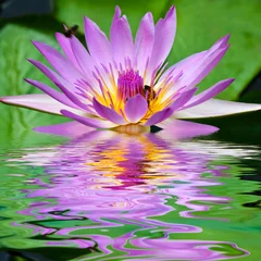 Photo sur Aluminium fleur de lotus reflets de fleur de nénuphar