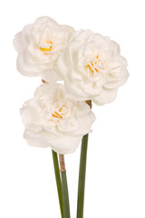 Three white double daffodils