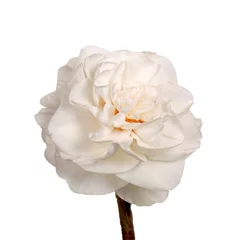 Photo sur Aluminium Narcisse Single white double daffodil isolated on white