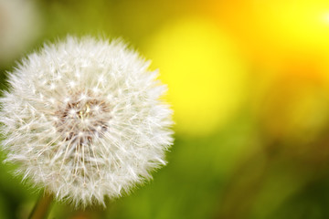 Dandelion close up