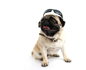 pug in sunglasses
