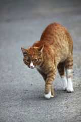 scared foxy cat on the street