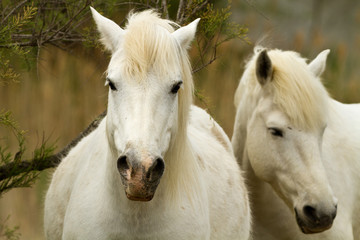 Obraz na płótnie Canvas Camargue białych koniach