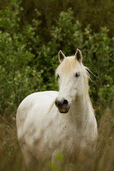 Obraz na płótnie Canvas Camargue White Horses