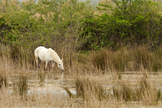 Camargue White Horses