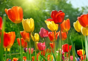 Foto auf Acrylglas Tulpe Frühlingsblumen