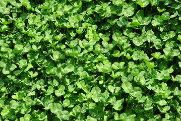 clover under bright sunshine