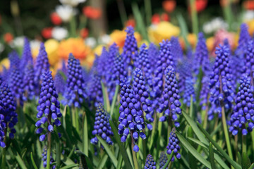 Muscari botryoides flowers in closeup - obrazy, fototapety, plakaty