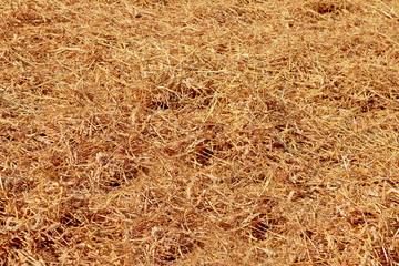 background of bed of straw in closeup