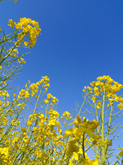 Rapspflanzen