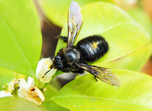 abeille charpenti&egrave;re