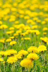 Dandelions © maclat