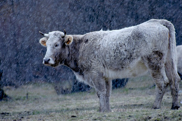 Cow under snow
