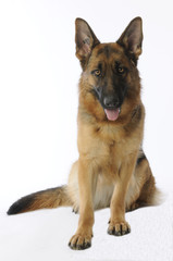pastore tedesco - german shepherd dog - berger allemand