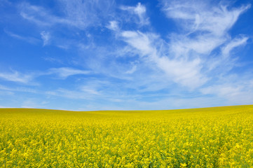 H&uuml;geliges Rapsfeld