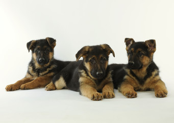 three german shepherd dogs together