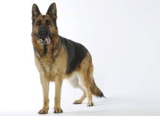 Deutsche Schäferhund - german shepherd dog -