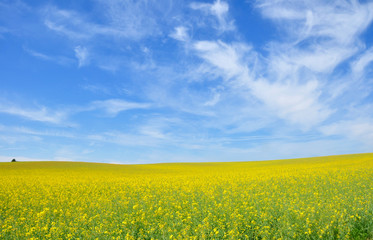 Rapsfeld mit B&auml;umchen am Horizont