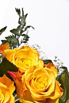 Composizione di rose gialle e settembrini