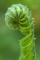 bracken, detail