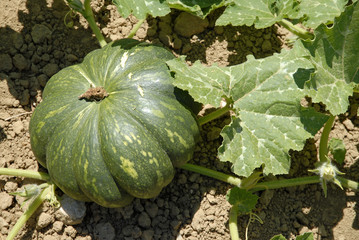 Courge musquée de Provence, Cucurbita moschata