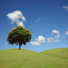 Fototapeta na wymiar A Lone Tree with Blue Sky and Grass