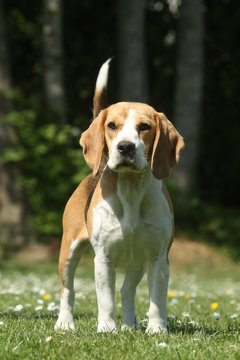 belle posture du beagle de face