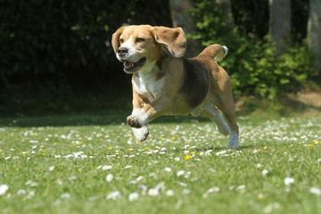 beagle au galop