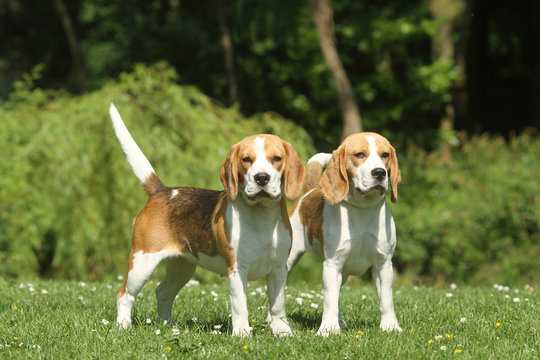 two beautiful beagles