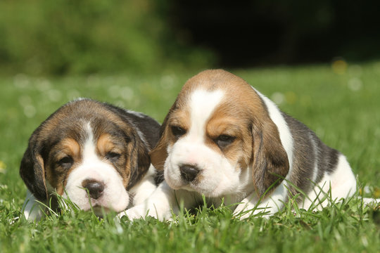 deux bébés beagle mignons et craquants