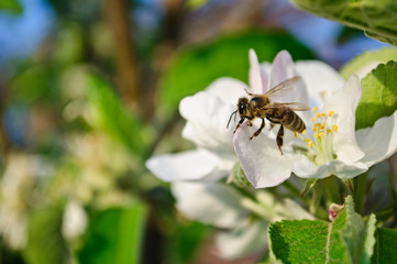 Spring. Flowering fruit tree. Bee pollinating flowers