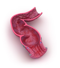 Human rectum, 3D model isolated on whitre