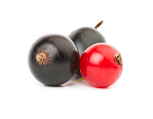 currant