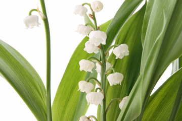 Obraz premium muguet