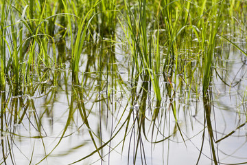Grass at the waters edge