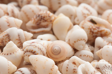 seashell