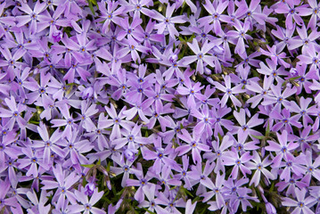 background from flowers © fotografaw