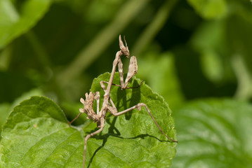 Empusa