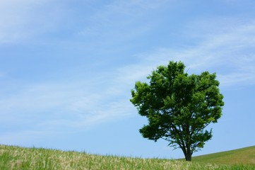 Fototapeta na wymiar 芝生と木